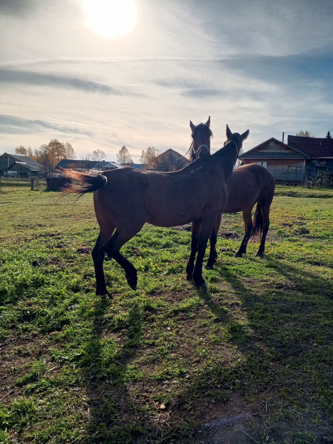 Photo #11787207