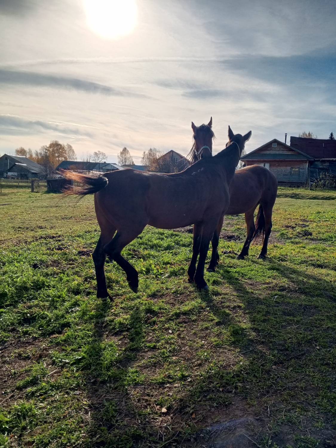 Photo #11787207