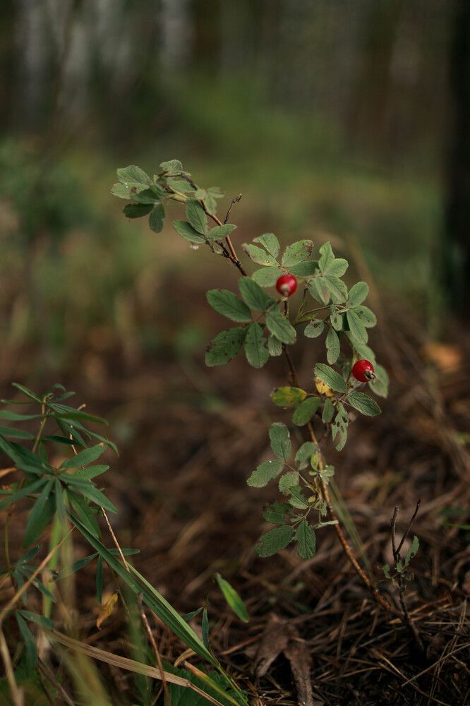 Фотография автора Анна Хейфиц