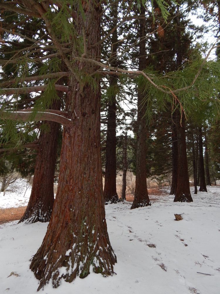 Photograph by Tanivsv