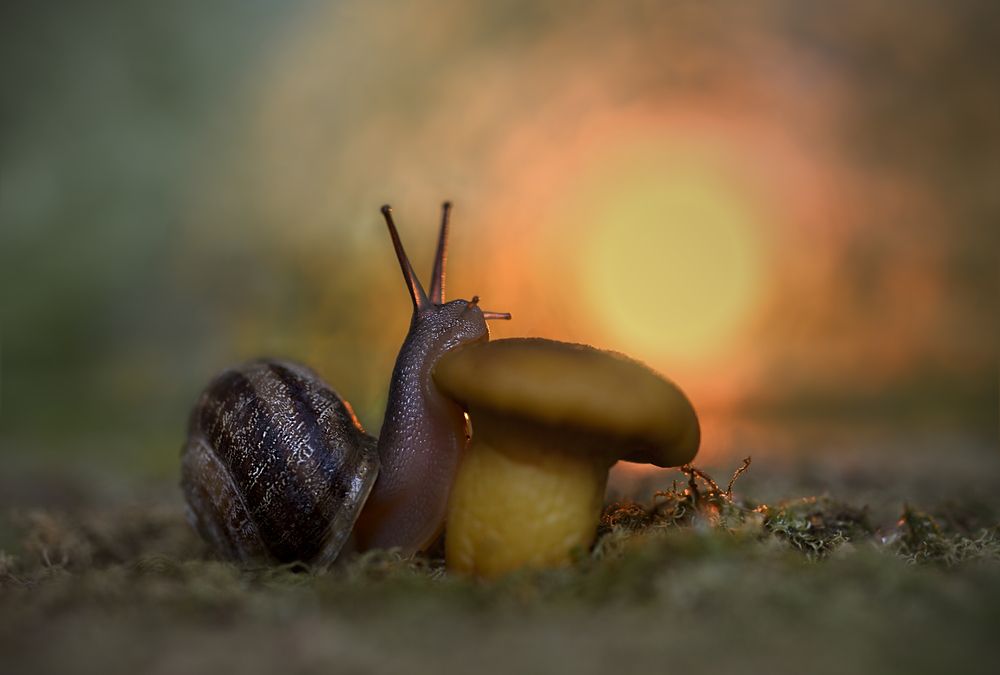 Провожая закат/Seeing off the sunset