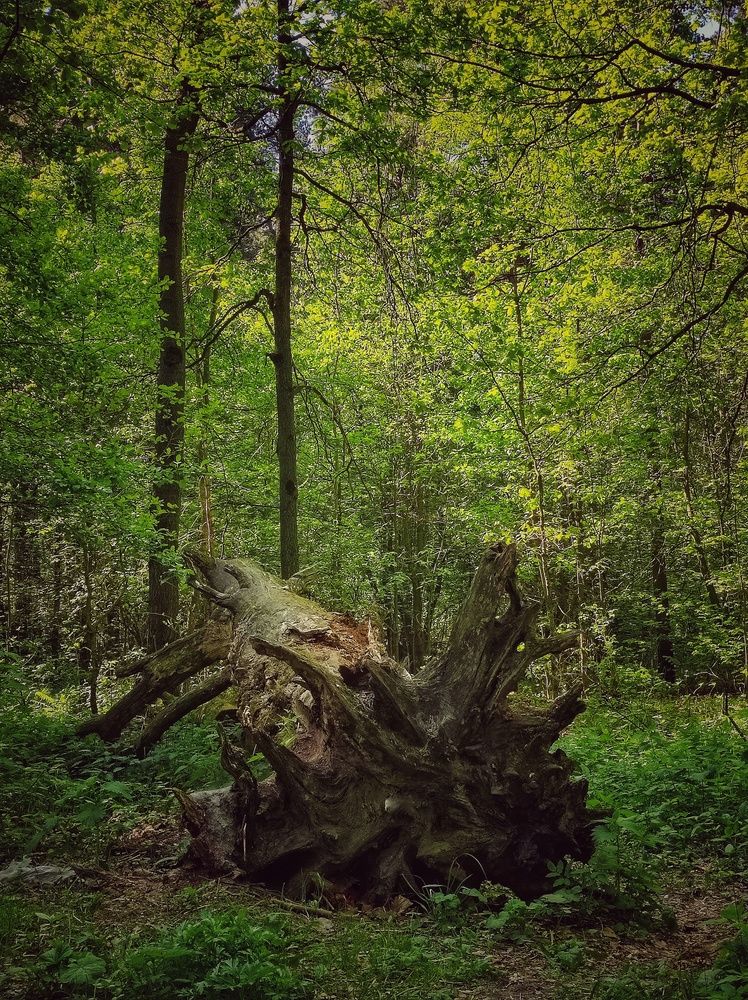 Photograph by Олеся Хижко