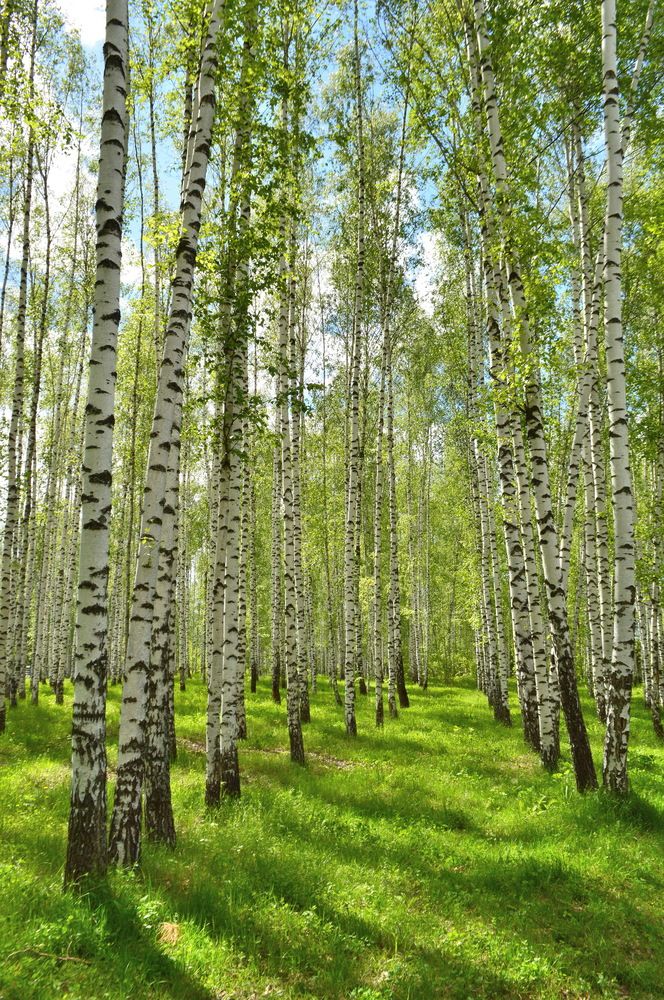 Фотография автора Клавдия Васильева