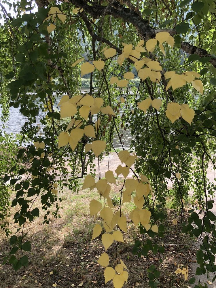 Фотография автора Марина Верба