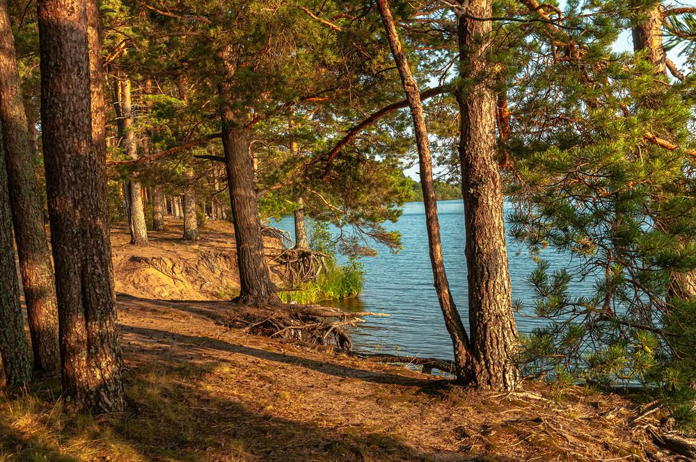 Photograph by Vladimir  Komarov
