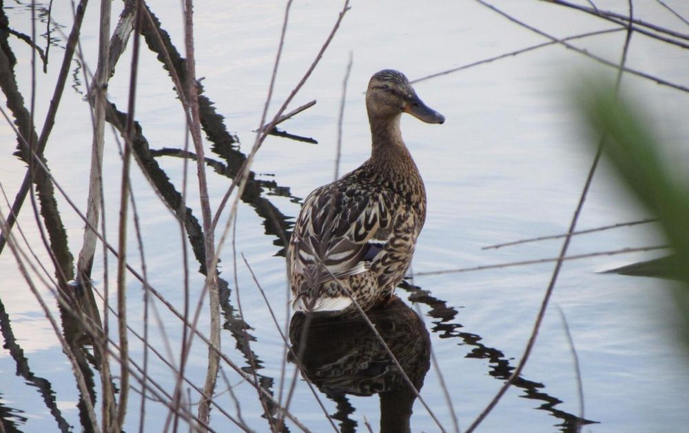 Photograph by Назмутдинова Сауия