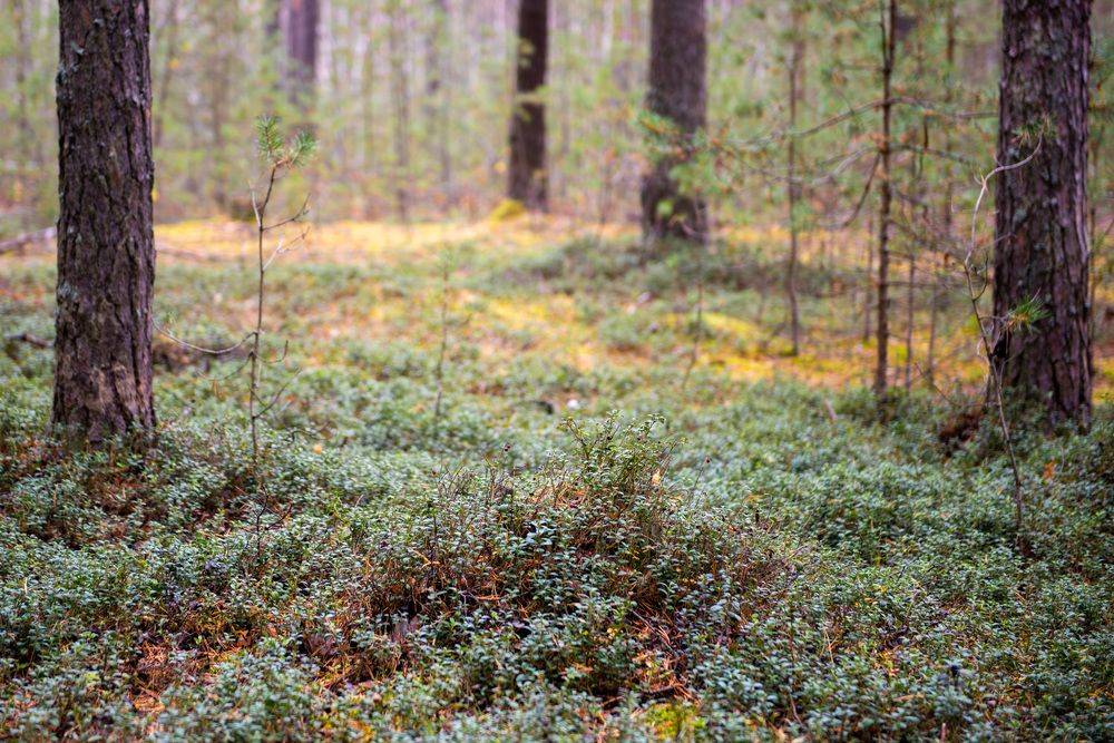 Подмосковный лес