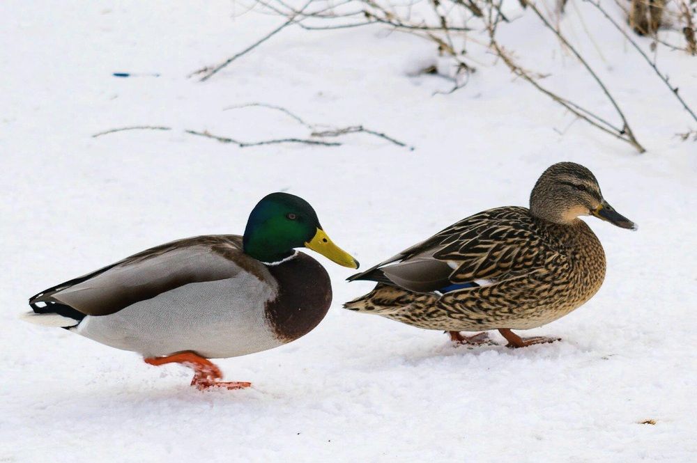 Photograph by Назмутдинова Сауия