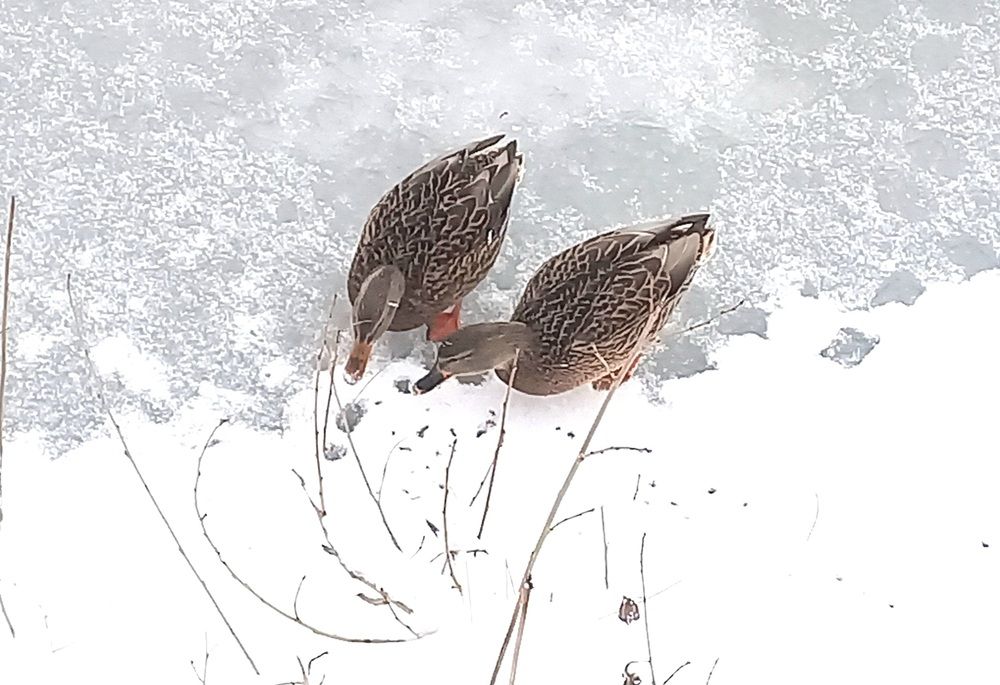 Photograph by Назмутдинова Сауия