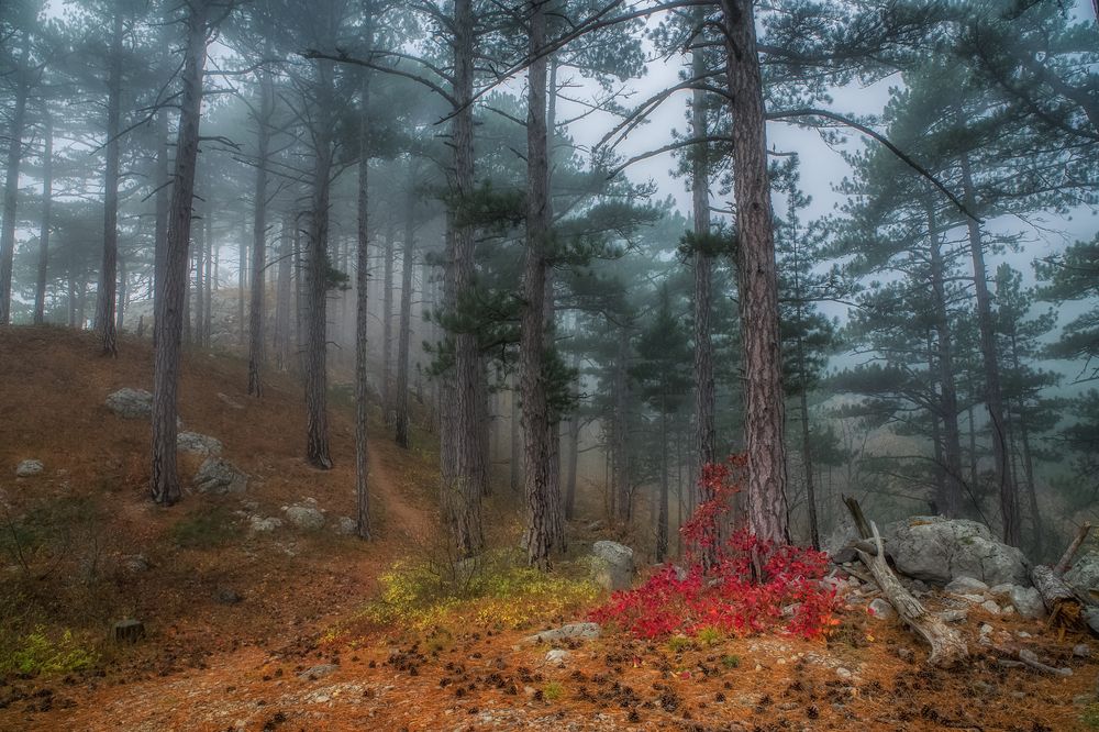 Photograph by Дмитренко Екатерина