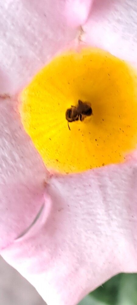 Photograph by gustavo pecelis