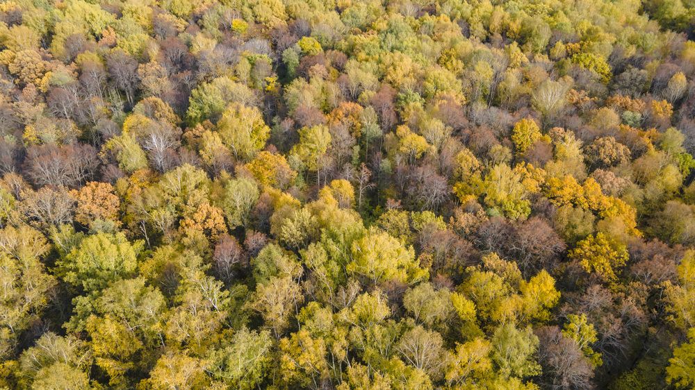 Осенний лес