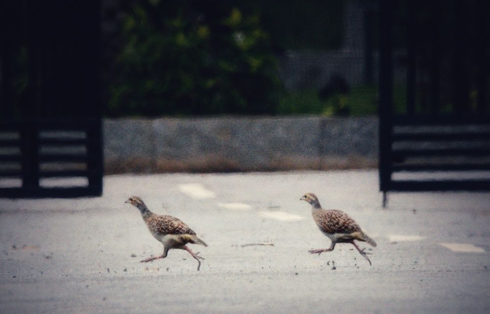 Photograph by Sarasija Ghosh