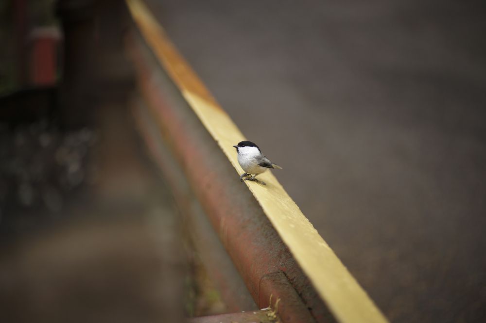 Photograph by Анна Воронова