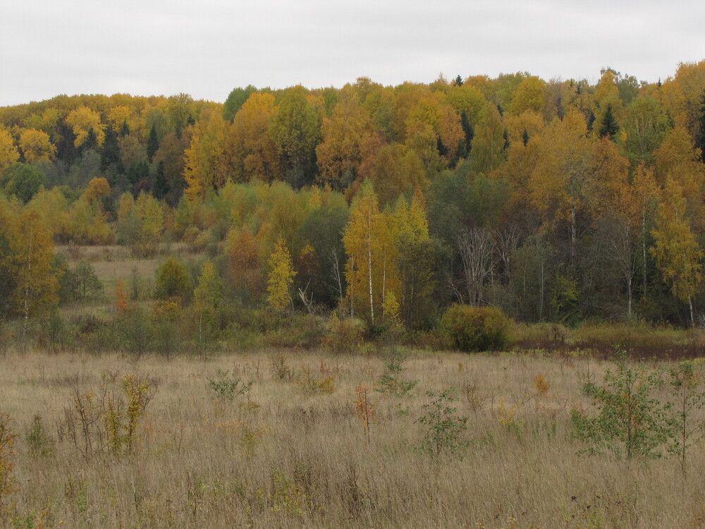 Фотография автора Кузьмичева Екатерина Васильевна