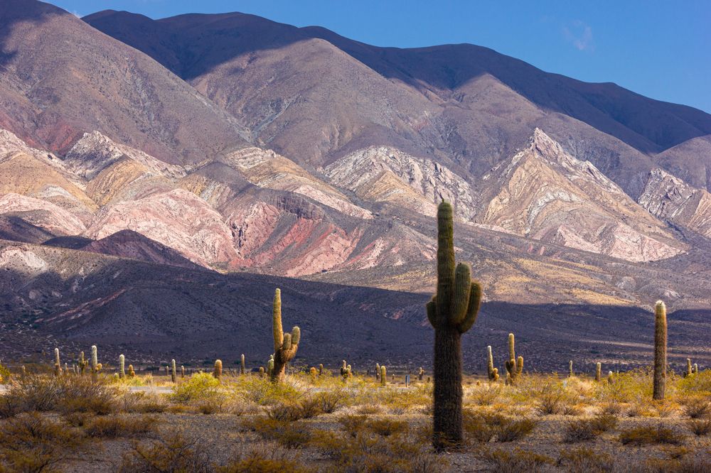 The cardones and the mountains