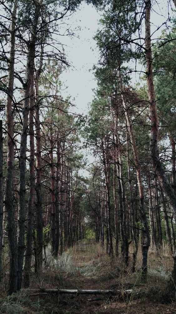 Фотография автора Наталья Алексеева