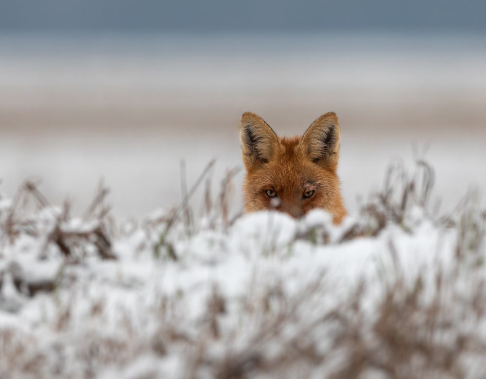 Photograph by Vladimir Pakalevich