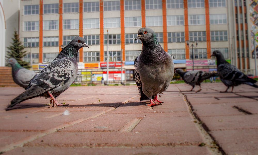 Photograph by Игорь Смирнов