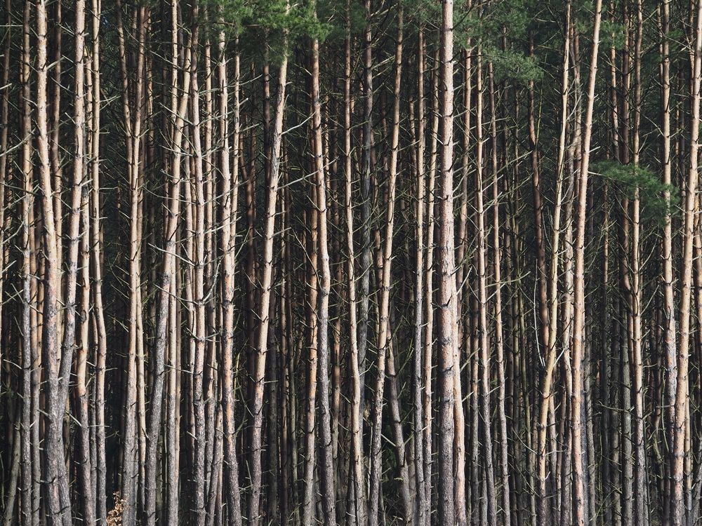 Photograph by андрей гусев