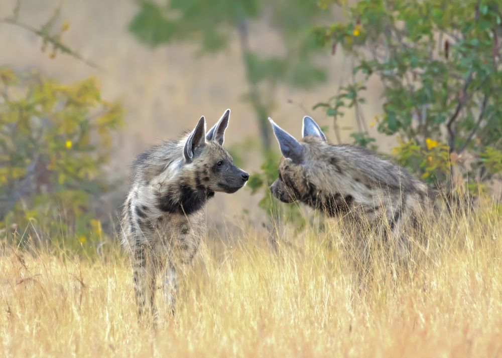 Photograph by Angshuman Mitra