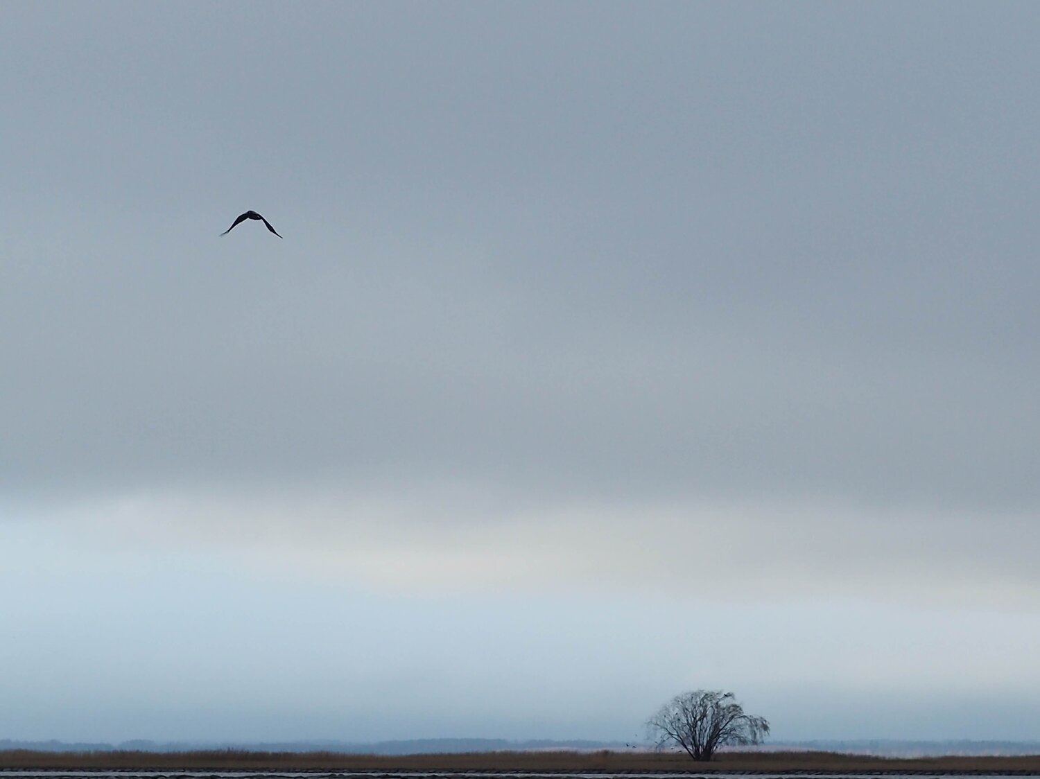 Photo #11788046