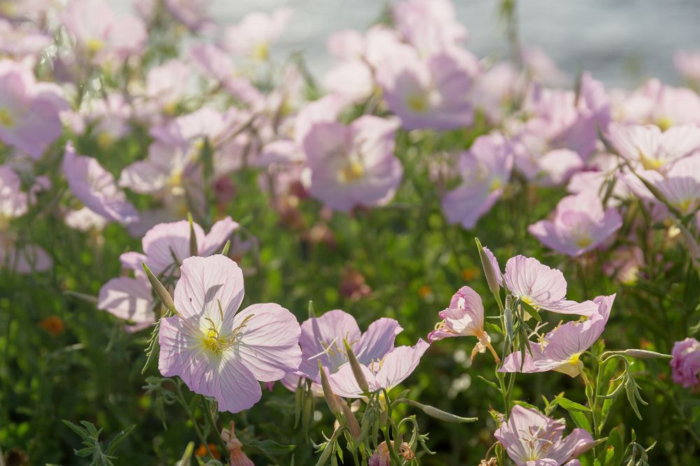 Photograph by Зоя Эль