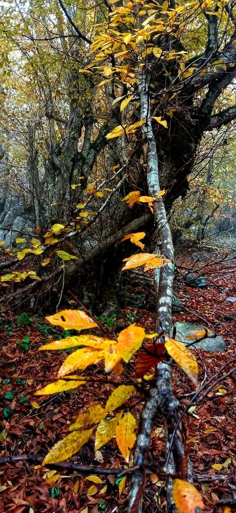 Фотография автора Mahdi Mohammadi