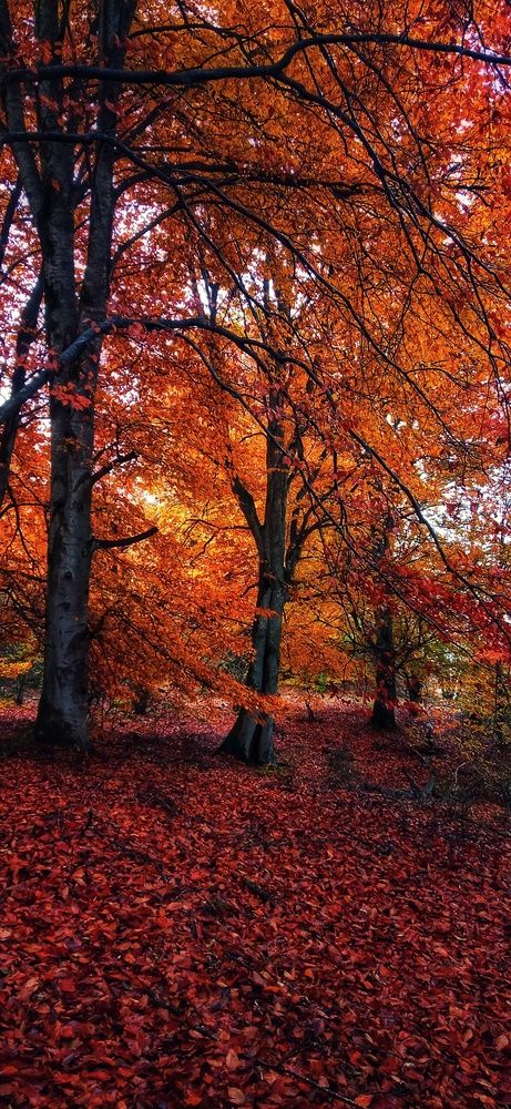 Фотография автора Mahdi Mohammadi