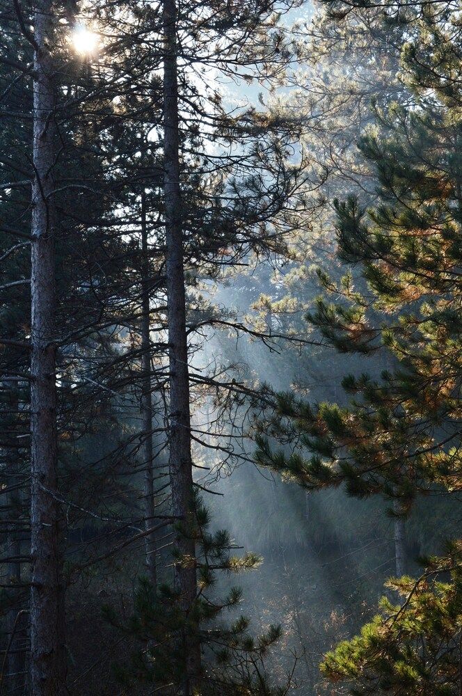 Photograph by Olja Simovic