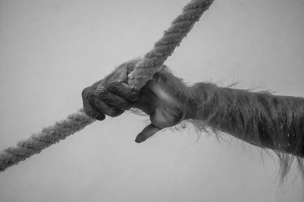 Фотография автора MANOJ MADHUSOODHANAN