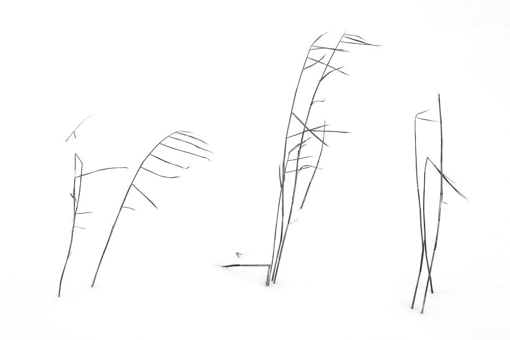 Фотография автора Колосова Елена