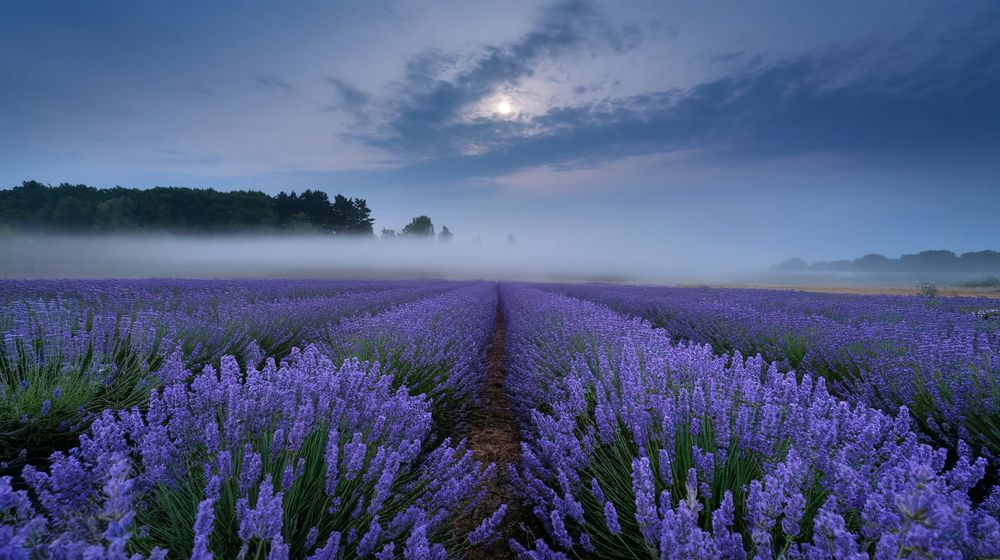 Photograph by IURII LIADOV