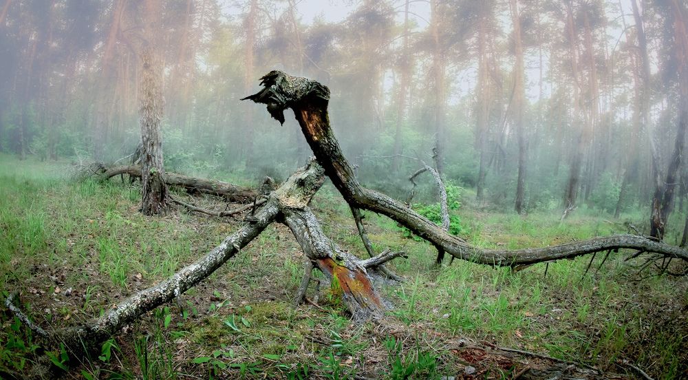 Photograph by Вячеслав Лычков