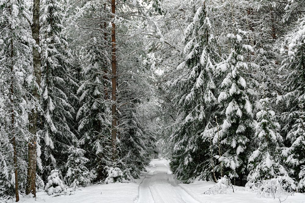 Дорога в лес