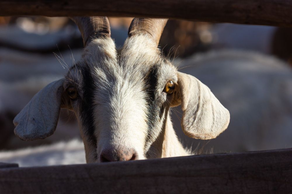 The look of the goat