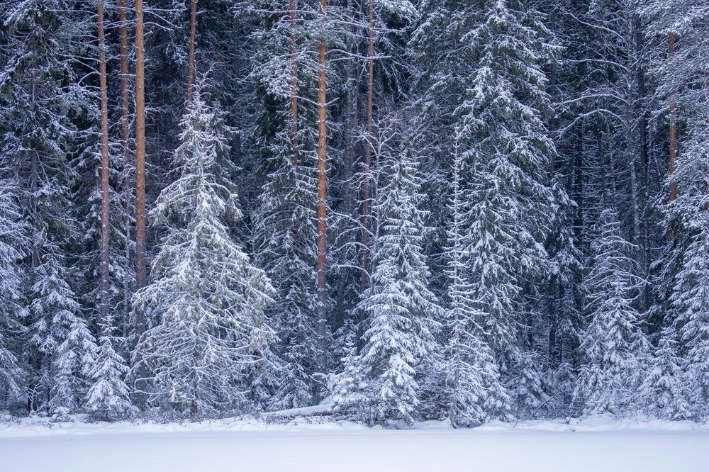 Photograph by Максим Григорьев