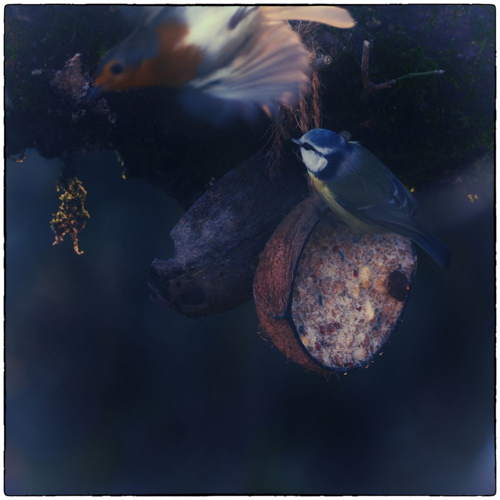 Фотография автора Martine BOUR