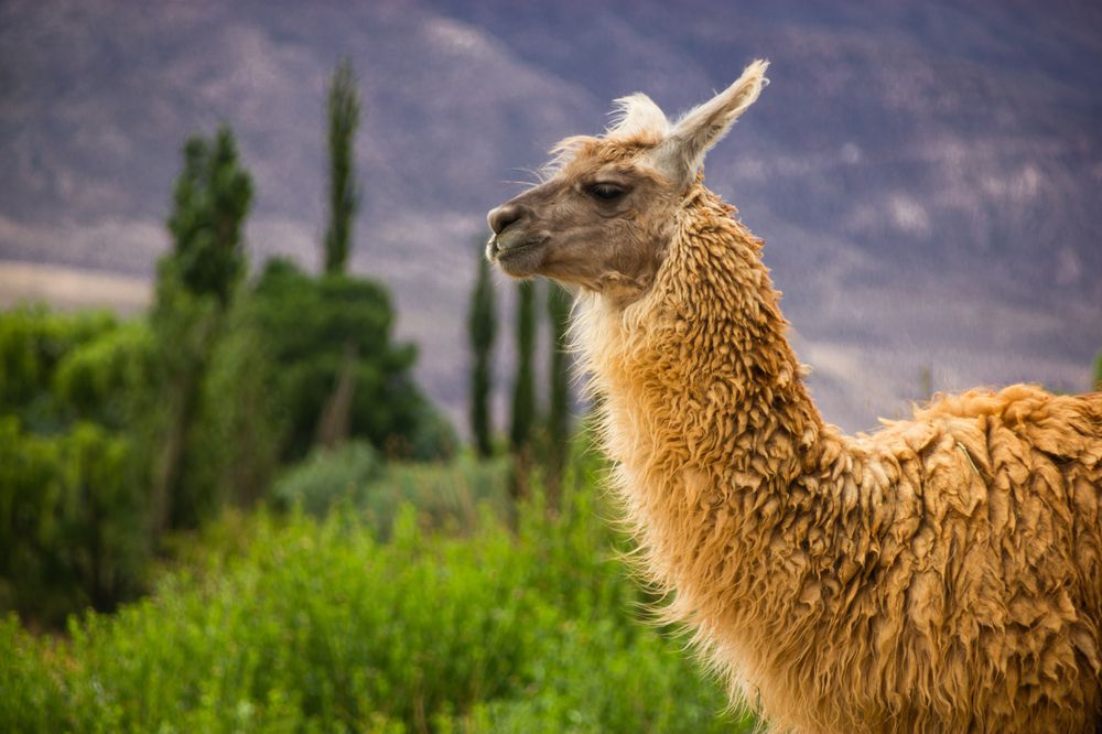 The portrait of the Llama