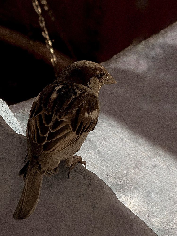 Фотография автора Анна Балабан