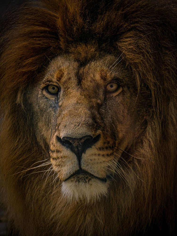 Портрет льва