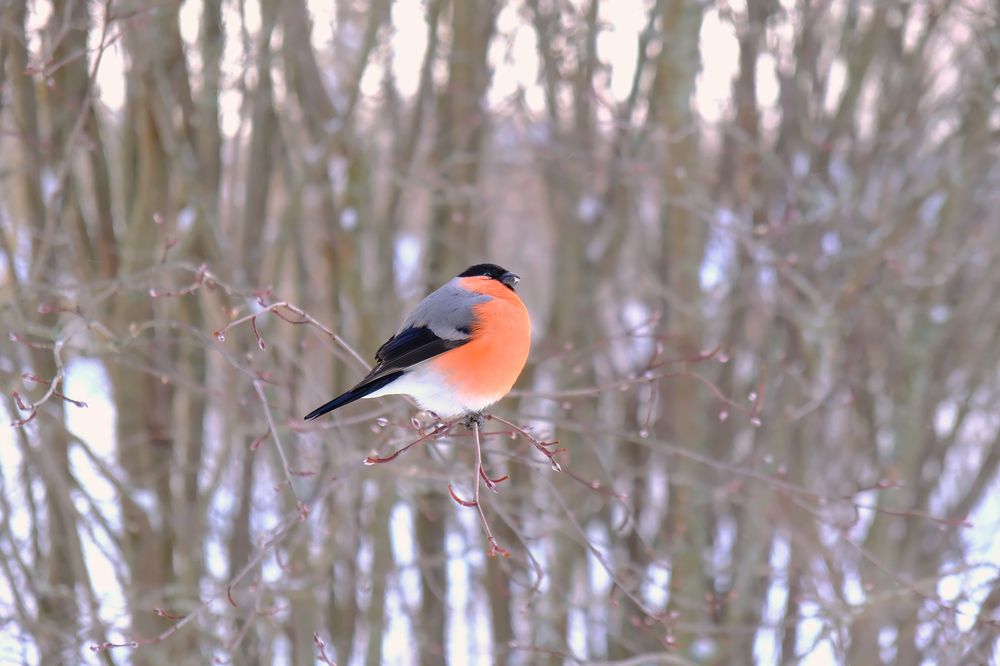 Photograph by Надежда Кангина