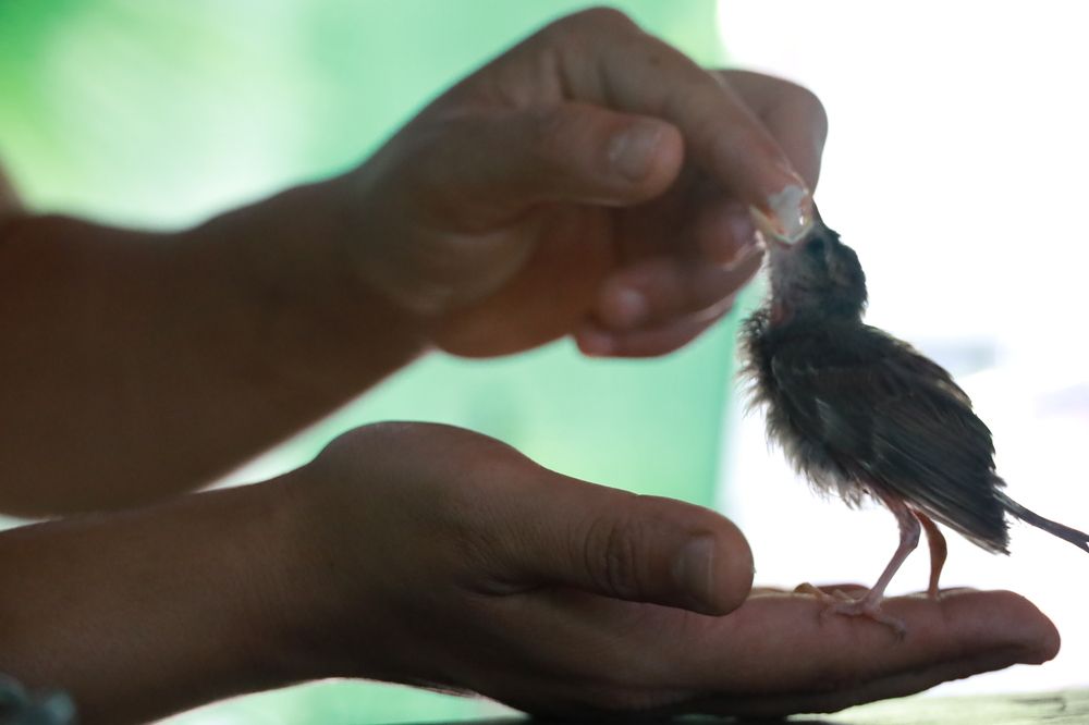 Baby sparrow in my hand...