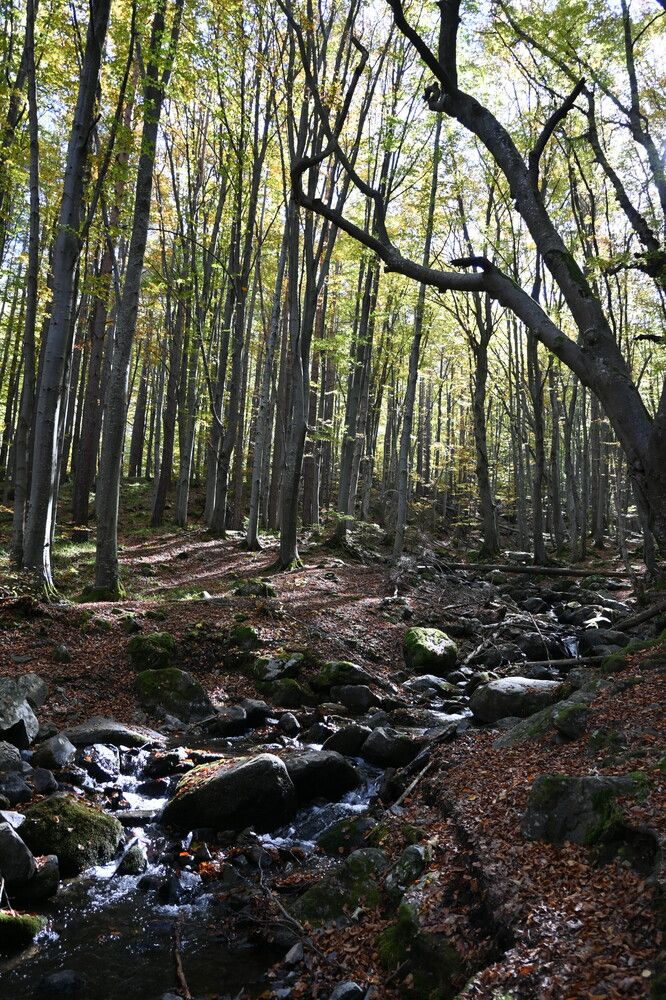 Photograph by Нели Младенова