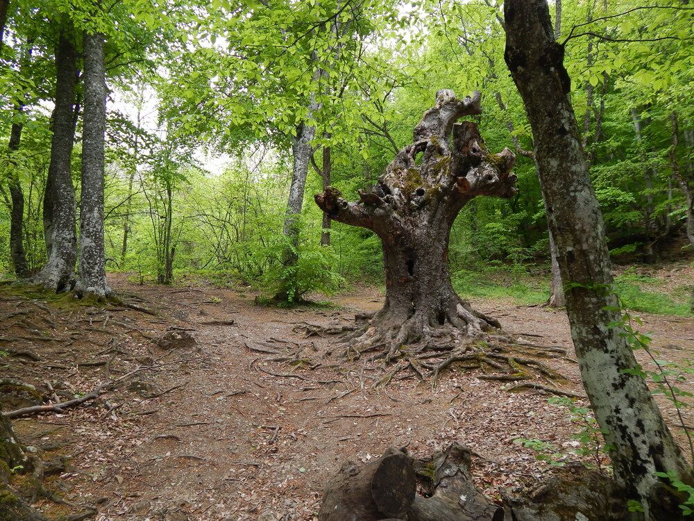 Photograph by Tanivsv