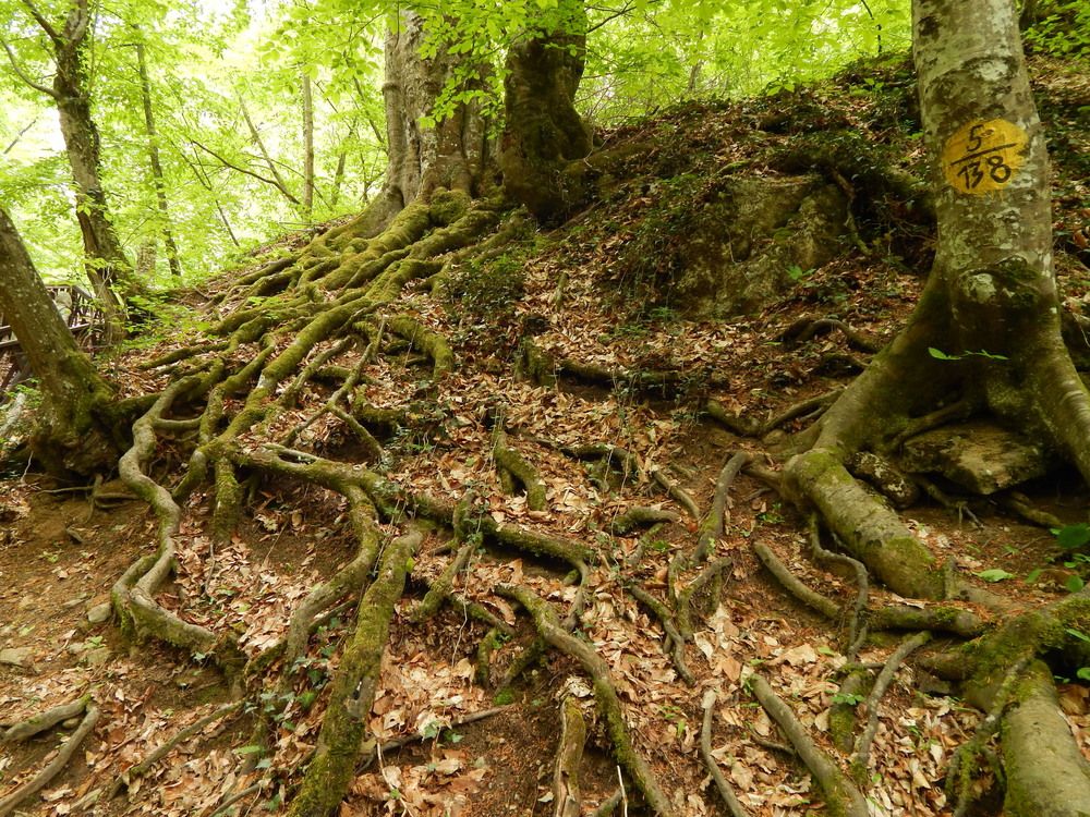 Photograph by Tanivsv