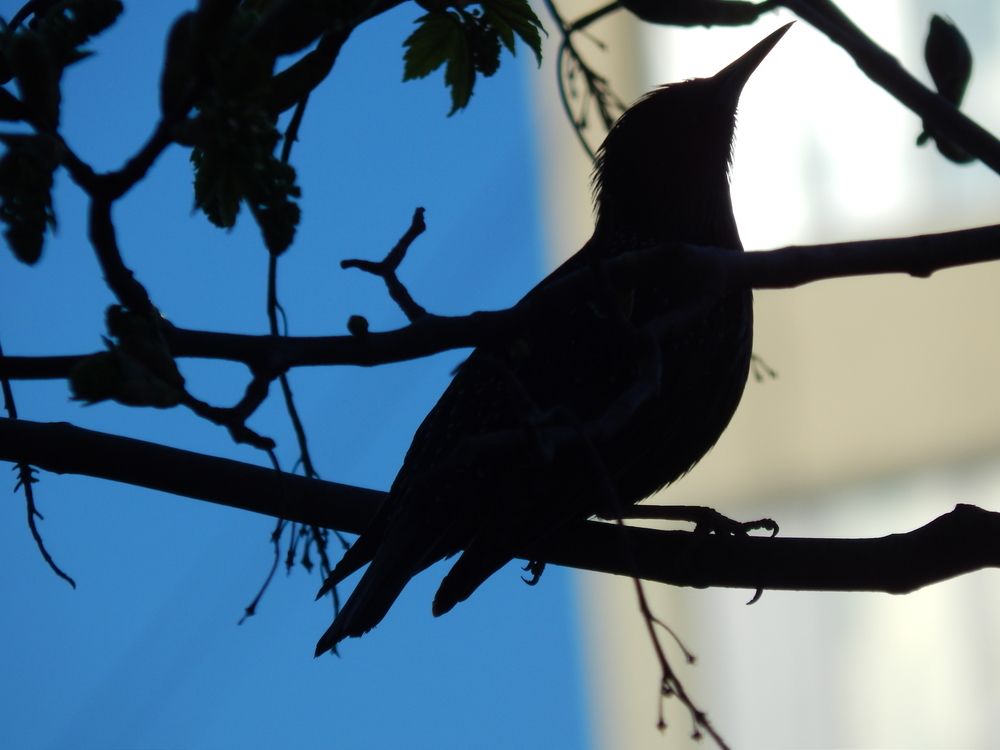 Photograph by Tanivsv