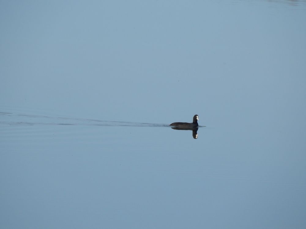 Photograph by Tanivsv