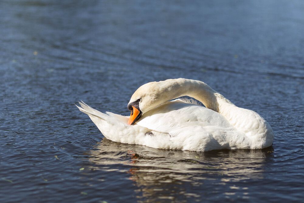 Photograph by Олег Дорошенко