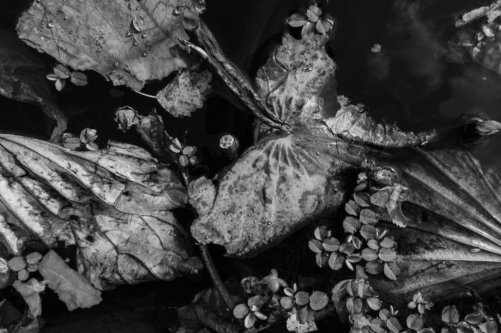 Photograph by Loptev Andrey